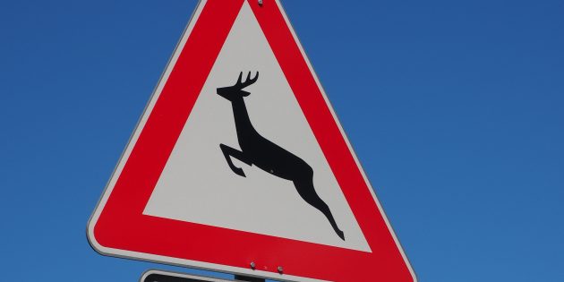 Wildtiere kreuzen besonders in der Dämmerung häufig die Straßen. Foto: www.pixabay.com