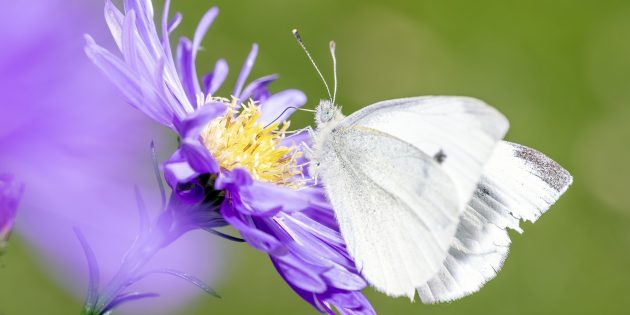 Mit dem Umweltpreis möchte der Kreis Bergstraße das Bewusstsein für den Natur- und Umweltschutz fördern. Foto: www.pixabay.com