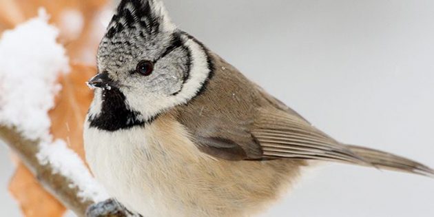 Mit viel Glück kann man bei der „Stunde der Wintervögel“ auch die Haubenmeise bewundern. Foto: NABU/Frank Derer