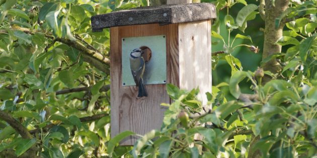 Der NABU Bürstadt bietet als Ersatz für den Nistkastenworkshop entsprechende Bausätze an. Foto: oh