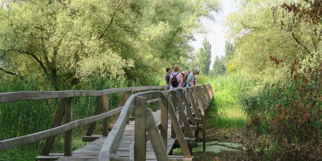 Der Odenwaldklub Lampertheim lädt zur Aktion „Fünf Wege in fünf Wochen” ein – dabei geht es auch über den Biedensand. Archivfoto: oh