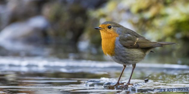 Zum zweiten Mal Vogel des Jahres: Das Rotkehlchen. Foto: NABU/Rolf Müller 