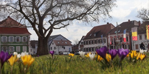 Die Domwiese soll kulturell neu erblühen – mit der Sommerbühne sollen Konzerte, Theateraufführungen und Auftritte von Chören ermöglicht und Kultur und Leben in die Innenstadt geholt werden. Foto: Benjamin Kloos