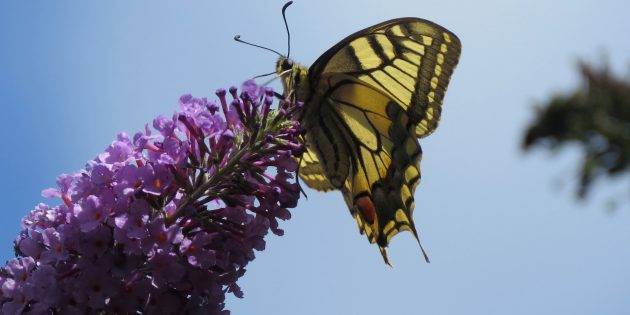 Es gibt Exoten, wie den Sommerflieder, der gern wie hier vom Schwalbenschwanz angeflogen wird. Für die Eiablage ist der Strauch jedoch völlig wertlos und damit auch für das Überleben von Schmetterlingen. Foto: Michael Held / NABU Bürstadt
