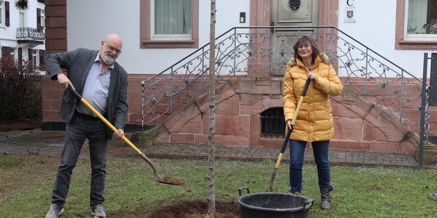 Wollapfel als Anziehungspunkt für Insekten gepflanzt