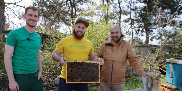Fleißige Honigbienen auf den Erdbeerfeldern