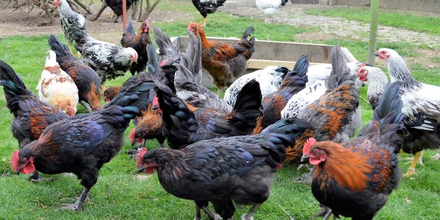 Die Deutschen Reichshühner, Marans und Welsumer der Familie Lameli fühlen sich auf dem gepflegten Gelände des Kleintierzuchtvereins Hofheim wohl. Foto: Petra Gahabka