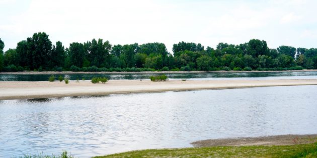 Die Kiesinsel bei Biblis-Nordheim wird gesperrt, um den seltenen und stark geschützten Flussregenpfeifer während der Brut- und Aufzuchtzeit nicht zu gefährden. Foto: oh