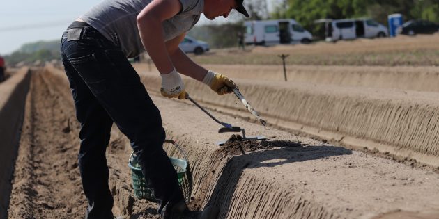 Spargel frisch vom Feld: In Lampertheim wächst jedoch nicht nur das „weiße Gold”, sondern von hier stammen vielfältige weitere Lebensmittel – dank der Lampertheimer Landwirte.  Foto: oh
