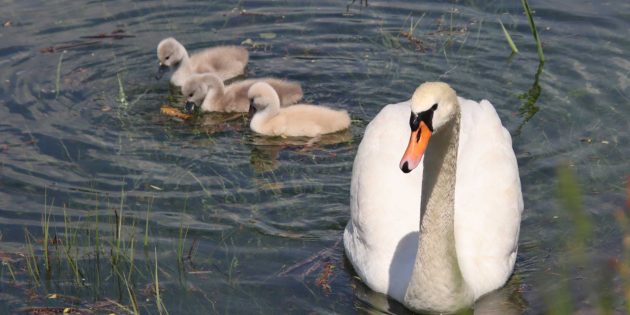 Besondere Frühlingsgenüsse in Lampertheim