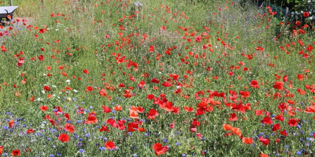 Mohn, Kornblumen und Margariten blühen um die Wette – und sorgen so für ein Paradies für Insekten aller Art. Foto: Benjamin Kloos