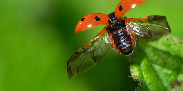 Spielt eine besondere Rolle beim diesjährigen Insektensommer: Der Marienkäfer.Foto: NABU/Walter Fiechter