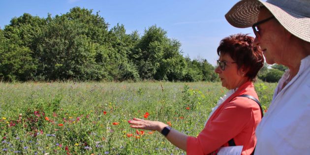 Neues Paradies für Bienen, Schmetterlinge und andere 