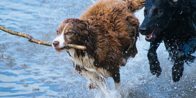 Beim Hundebadetag wird es tierisch! Foto: www.pixabay.com