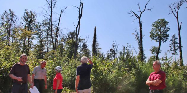 Auf dieser Sturmtrasse wurden 2014 die meisten alten Bäume umgerissen – die Neuanpflanzung wächst. Foto: Hannelore Nowacki