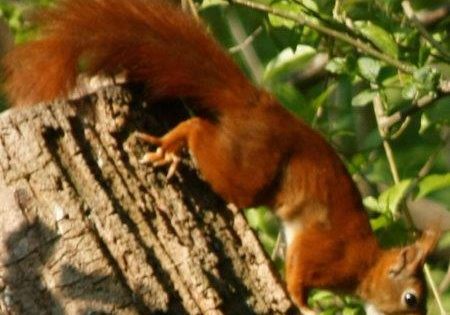 Wie kommt das Eichhörnchen über den Winter? Bei der Herbstolympiade gibt es die Antwort. Foto: G. Pietraß