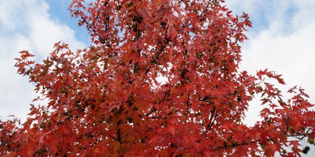 Das Abwerfen der Blätter im Herbst schützt unsere Laubbäume im Winter vor dem Vertrocknen. Wird das Laub im Garten belassen, bietet es vielen Kleinlebewesen ein warmes Winterquartier. Foto: oh