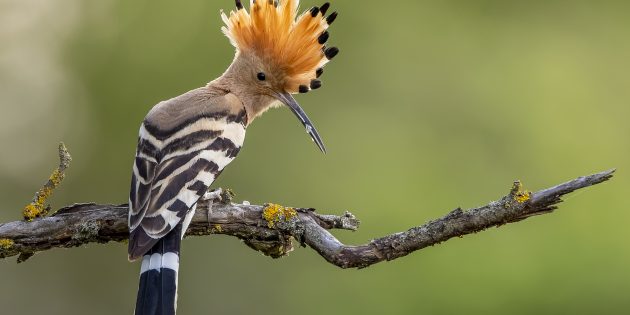 Wählen Sie den Vogel des Jahres – der Wiedehopf ist einer von fünf Kandidaten. Foto: NABU/CEWE/Paul Gläser