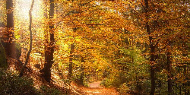 Der Wald bietet im Herbst einen schönen Anblick. Doch der Groß-Rohrheimer Gemeindewald ist in Not – HessenForst soll bei der Suche nach Lösungen eingebunden werden. Foto: www.pixabay.com