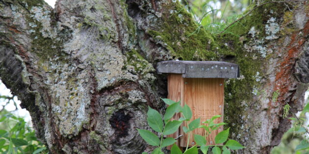 Der Gartenschläfer-Nistkasten ist die optimale Kinderstube für diese possierlichen Schlafmäuse. Foto: Lynn Anders