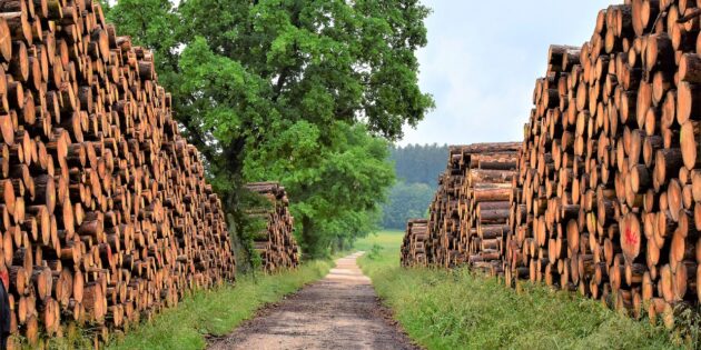 Hessen erleichtert Bauen mit Holz