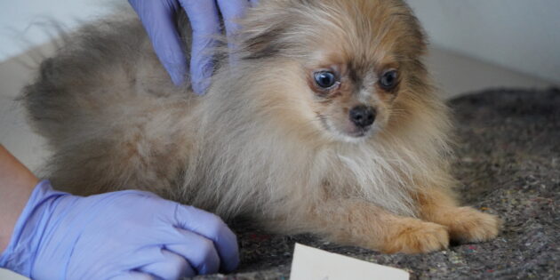 Anfang Februar kontrollierten Mitarbeitende des Veterinäramtes des Kreises Bergstraße einen Transport von 16 jungen Hunden, darunter viele Zwergspitz-Welpen. Foto: oh