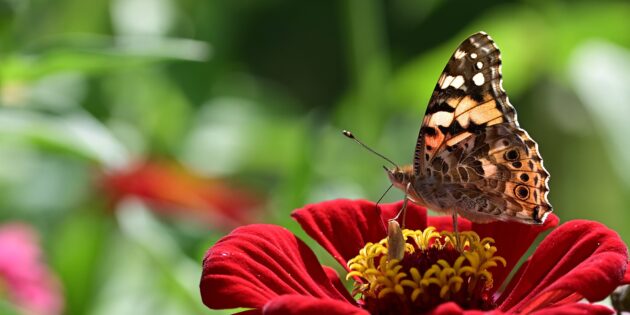 Gartenlust und lebendige Natur mitten in der Stadt – dies ist das Konzept des Förderprogramms „Grün mittendrin”. Foto: www.pixabay.com