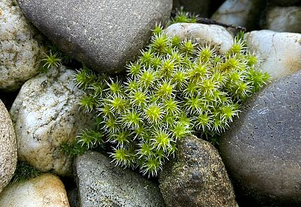 Graues Zackenmützenmoos Racomitrium canescens. Foto: Jan Ole Kriegs