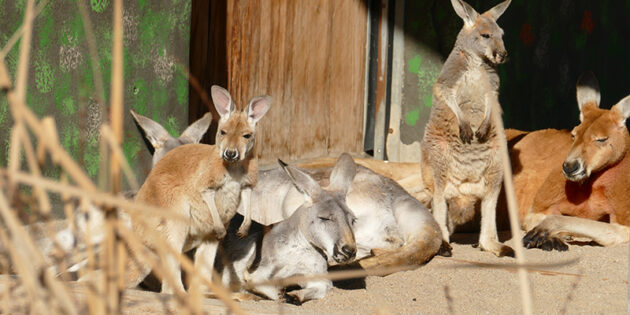 Die Känguru-Großfamilie liegt entspannt in der Sonne. (Foto: Petra Medan/Zoo Heidelberg)