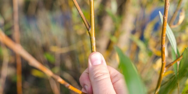 Winterschnittkurs beim Obst- und Gartenbauverein Biblis 