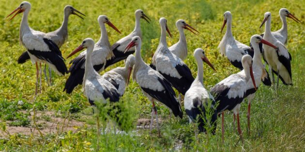 In Hessen gibt es immer mehr Störche – so auch im Ried. Foto: Bernd Petri