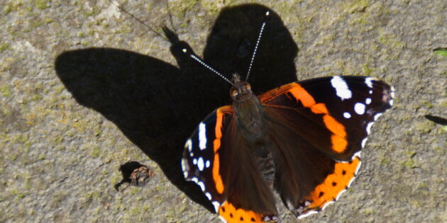 Schon früh im Jahr kann man bei Sonnenschein schöne Falter wie den Admiral im Garten beobachten. Foto: oh