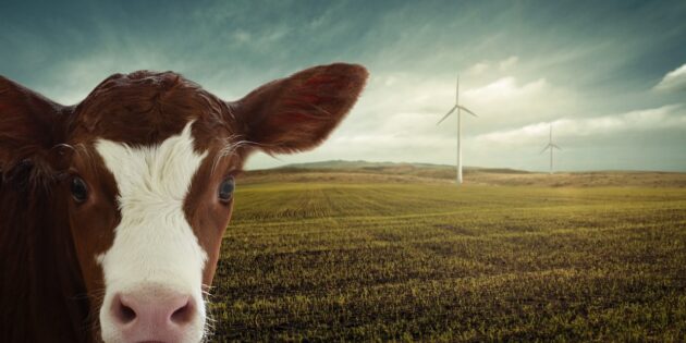 Preis für „Tierschutz in der Landwirtschaft“ ausgeschrieben
