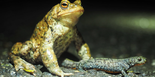 Frösche, Kröten und Molche starten ihre Wanderung – der NABU sucht „Krötenretter” und bittet Autofahrer um Rücksichtnahme. Foto: Andrea Herschel