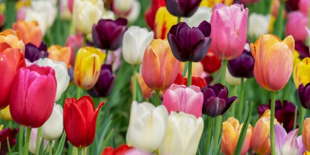 Am 10. April hält der Frühling in Bürstadt Einzug – mit attraktiven Angeboten und einem bunten Programm. Foto: www.pixabay.com