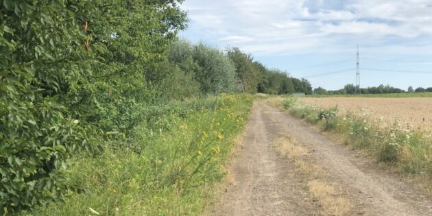 Feld- oder Wegrandstreifen dienen vielen Arten des Offenlandes aber auch Insekten als Nahrungsquelle. Foto: Stöveken/LJV Hessen