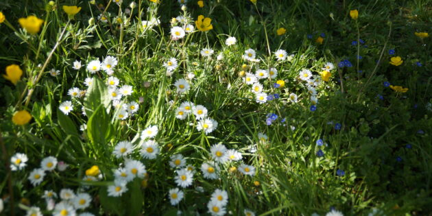 Wiesenblumen aus regionalem Saatgut machen nicht nur weniger Arbeit, sondern sind auch gut für heimische Insekten. Foto: oh
