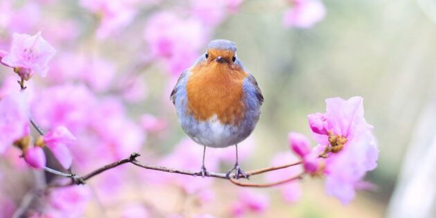 Abendliche Vogelstimmenwanderung auf dem Biedensand am 1. Mai