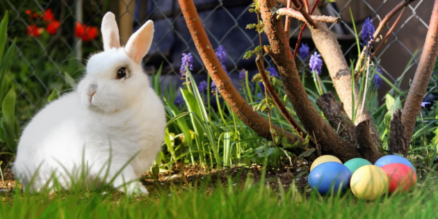 Der Osterhase zu Gast im Vogelpark