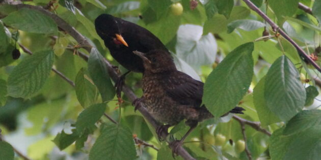 Derzeit kann man vielfach beobachten, wie Jungvögel von ihren Eltern gefüttert werden. Foto: oh