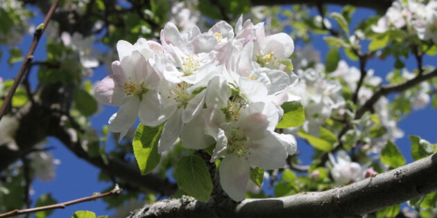 Die Pflanzung eines Obstbaumes in einem der Ereigniswälder ist nicht nur eine Aktion zur Erinnerung an ein ganz besonderes Ereignis, sondern auch aktiver Umweltschutz. Foto: Nadine Schütz