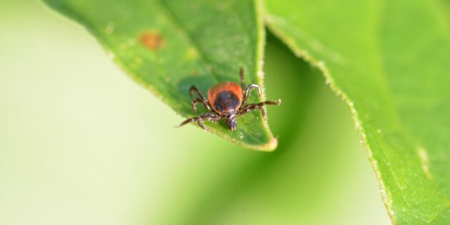 Klein, unscheinbar aber dennoch ein Risiko für die Gesundheit: Zecken. Foto: pixabay.com