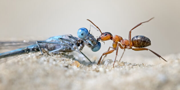 Ameisen sind eines von zahlreichen Lebewesen, die im Boden vorkommen. Foto: NABU/Thomas Hinsche