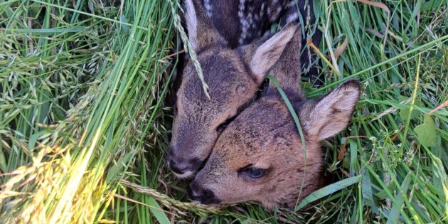 Durch besonderen Einsatz im Bereich des Tierschutzes können glücklicherweise immer wieder Rehkitze gerettet werden. Foto: oh