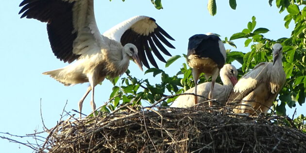 Der Nachwuchs der Storchenfamilie auf dem Bürstädter NABU-Gelände übt für den ersten großen Ausflug. Foto: oh