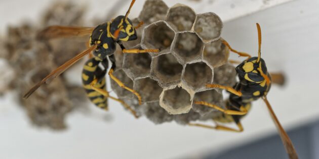 Warnung vor „falschen“ Schädlingsbekämpfern zur Wespennestbekämpfung