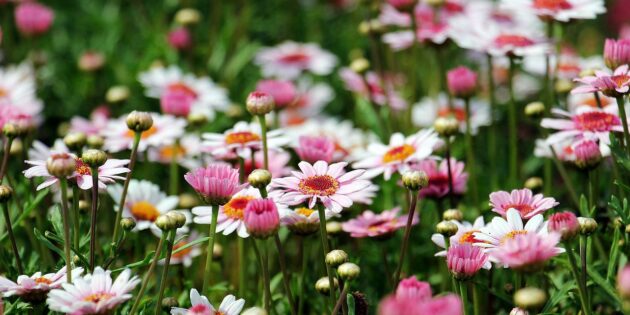 Sommertermin im Pfarrgarten in Wattenheim