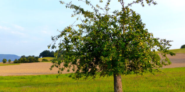 Frisches Obst aus eigenem Anbau ist immer sehr beliebt: Die Kreisverwaltung Bergstraße und der Gewässerverband Bergstraße bieten auch in diesem Jahr an, günstig Obstbäume zu erwerben. Foto: oh