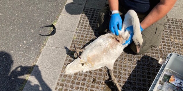 Tierrettung kümmert sich nun um das Tier.
