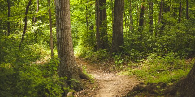 Wie Lebensadern schlängeln sie sich durch den Wald: Wege dienen der Erholung und dem Waldmanagement gleichermaßen. Foto: www.pixabay.com